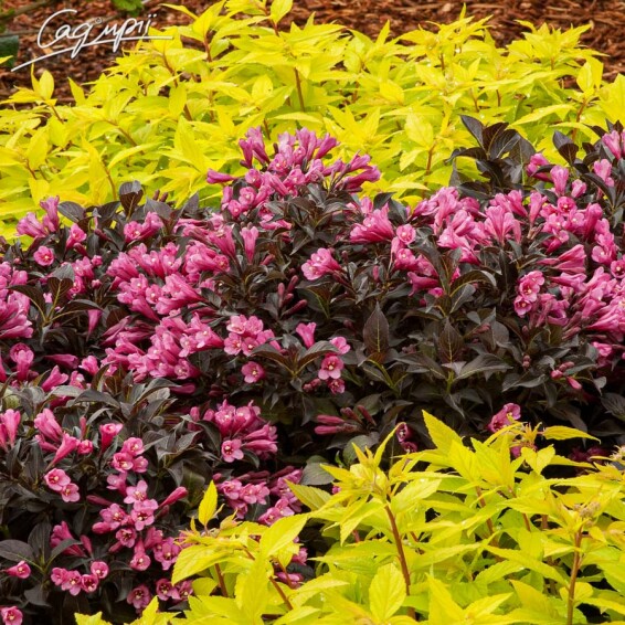 Вейгела квітуча 'Minor Black' - 2