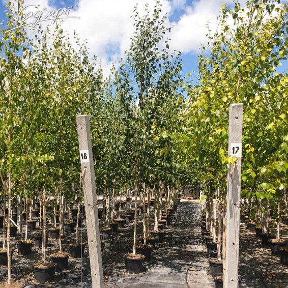 Береза гималайская 'Doorenbos' #9, WRB 12--14 500+ St. 1/2 - 8