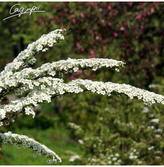 Спірея ніппонська 'White Carpet'