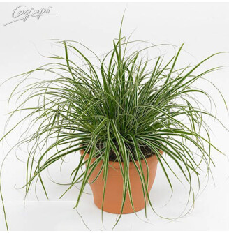 Осока трироздільна 'Rekohu Sunrise'