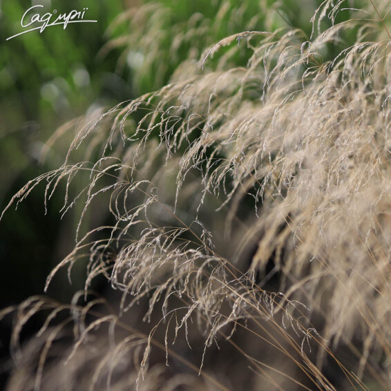 Луговик дернистый 'Bronzeschleier' - 4