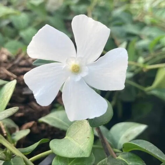 Барвинок большой 'Alba' - 5 Барвинок большой 'Alba' - 5