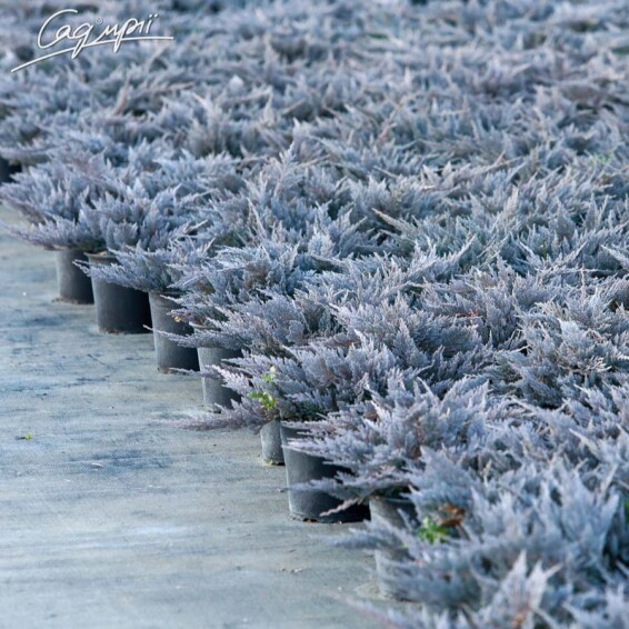 Ялівець горизонтальний 'Blue Chip' #1, C7 - 40-50 - - 8