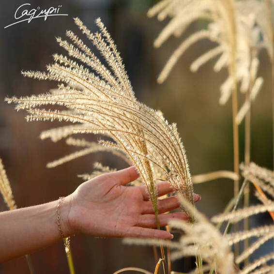 Мискантус китайский 'Graziella', C3 - - 6