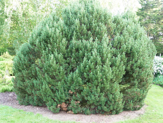 Сосна горная 'Mops' - 1