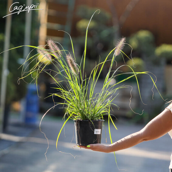 Пенісетум лисохвістний 'Moudry', С1 - - 7