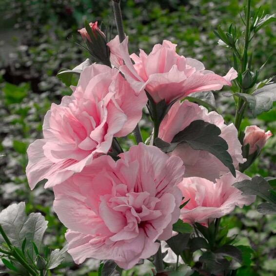 Гібіскус сірійський 'Pink Chiffon' - 1