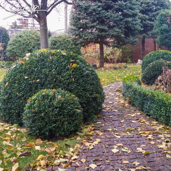 Самшит вечнозеленый - 4