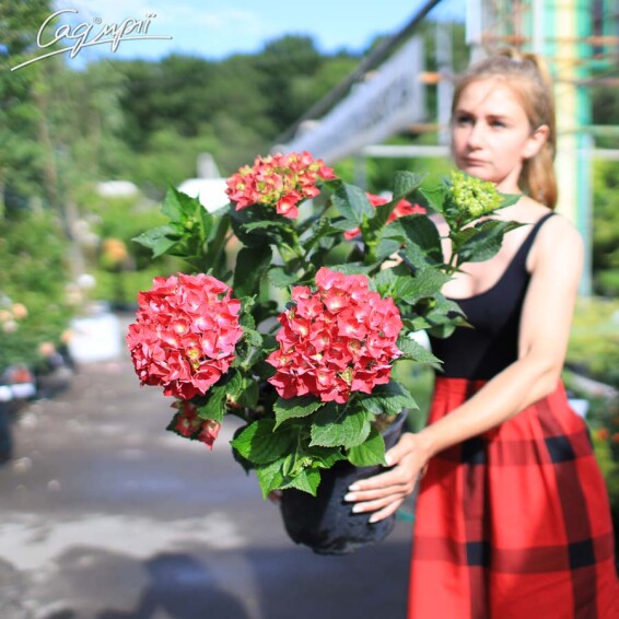 Гортензія крупнолиста 'Masja' #1, Р9 - - 7