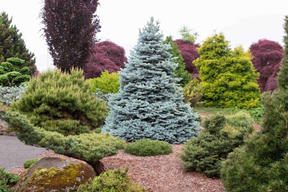 Ялина колюча 'Edith' - 2