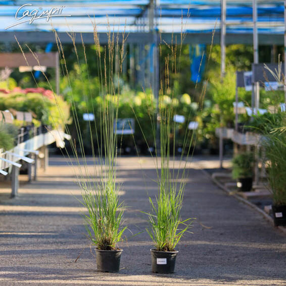 Молінія голуба 'Moorhexe' - 7 Молінія голуба 'Moorhexe' - 7