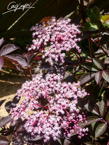 Бузина черная 'Black Lace' ® ('Eva') - 4