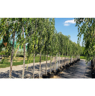 Вяз плакучий 'Mauro'