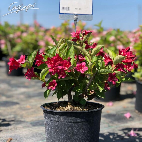 Вейгела 'Lucifer' #1, p9 - - 2