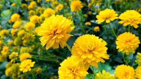 Геліопсис - розумний вибір для вашого саду