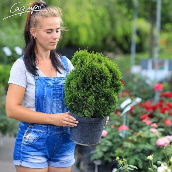 Туя западная 'Miky' - 1 Туя западная 'Miky' - 1