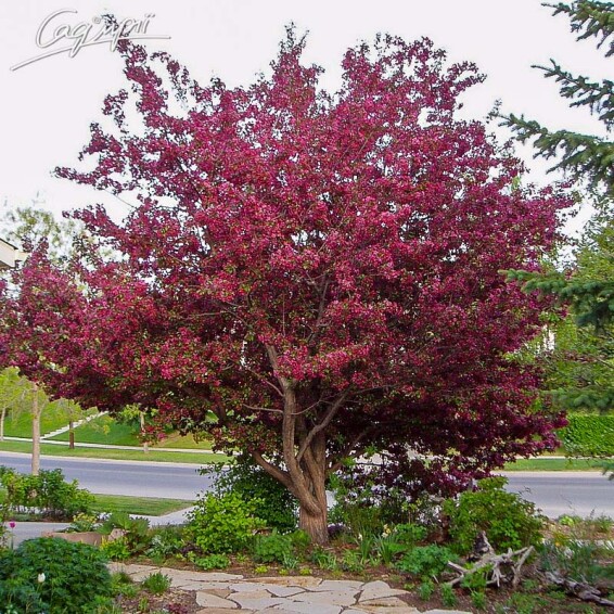 Яблуня 'Royalty' - 5