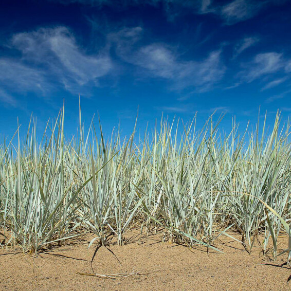 Колосняк песчаный - 1