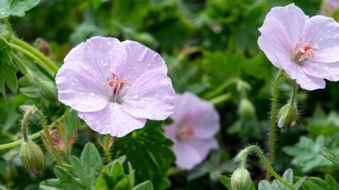 Герань 'Striatum' - прекрасный многолетний цветок для Вашего сада