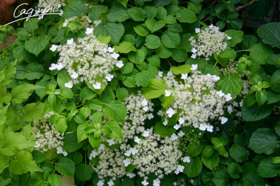 Гортензія черешкова #4, WRB - - 5