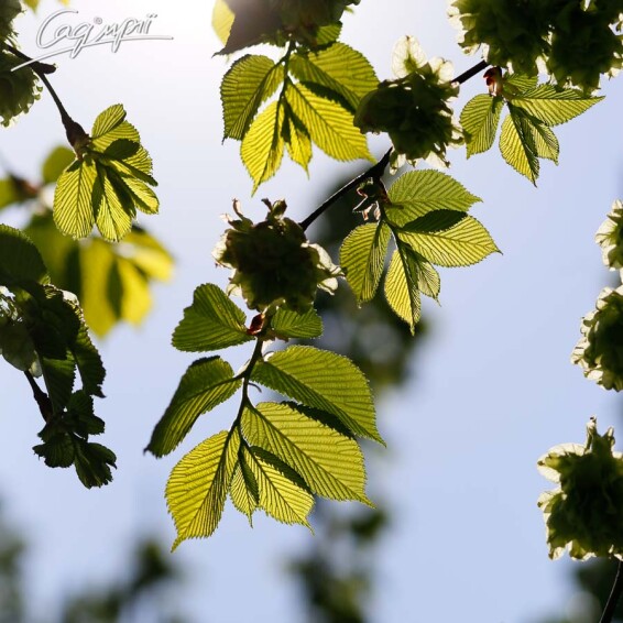 В'яз шорсткий 'Camperdownii' #2, WRB 30--35 250-300 St. 200-225 - 9