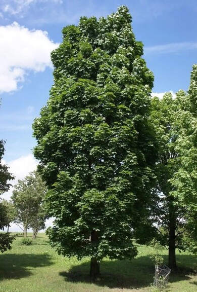 Клен гостролистий 'Columnare' - 1