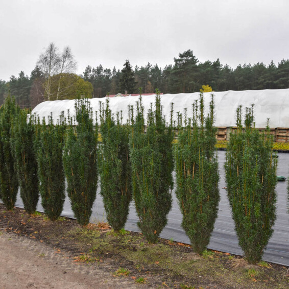 Тис середній 'Green Rocket' - 2
