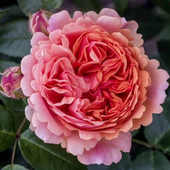 Роза 'Chippendale' - 4