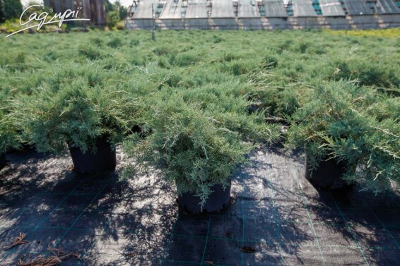 Можжевельник средний 'Pfitzeriana Glauca' #2, С43 - - 2