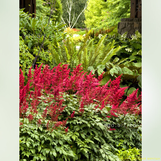 Астільба японьска ''Red Sentinel'® - 1