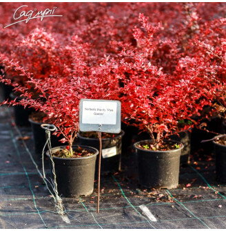 Барбарис Тунберга 'Pink Queen'