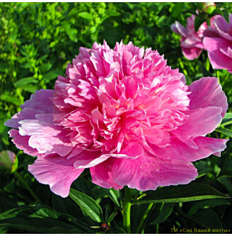 Півонія трав'яниста 'Coral Pink'