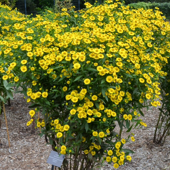 Гелениум гибридный 'Kanaria', C2 - - 3