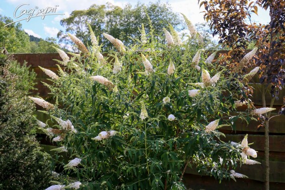 Буддлея Давида 'White Profusion' - 5