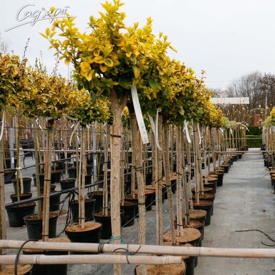 Бересклет Форчуна 'Emerald Gold' #1, p9 10-20 - 2