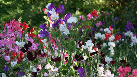 Чина широколистная - красивое вьющееся растение для Вашего сада