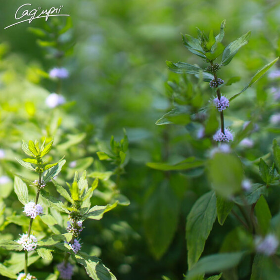 Мята перечная, C3 - - 1