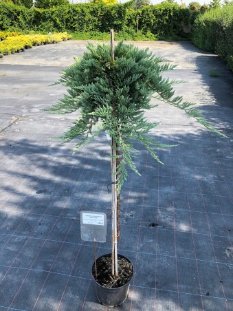 Питомник Сад Вашей Мечты предлагает штамбовые можжевельники и не только