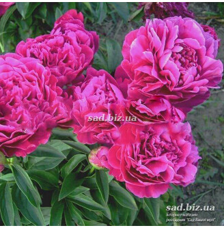 Півонія трав'яниста 'Edwin C. Bills'