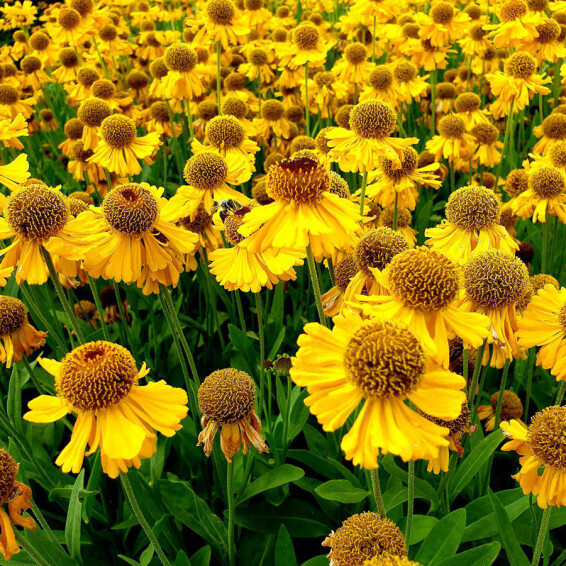 Геленіум 'Double Trouble' ® - 4 Геленіум 'Double Trouble' ® - 4