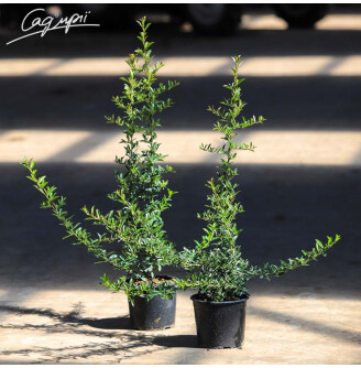 Піраканта 'Golden Charmer'