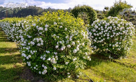 Калина обыкновенная 'Roseum' (бульдонеж) - 3