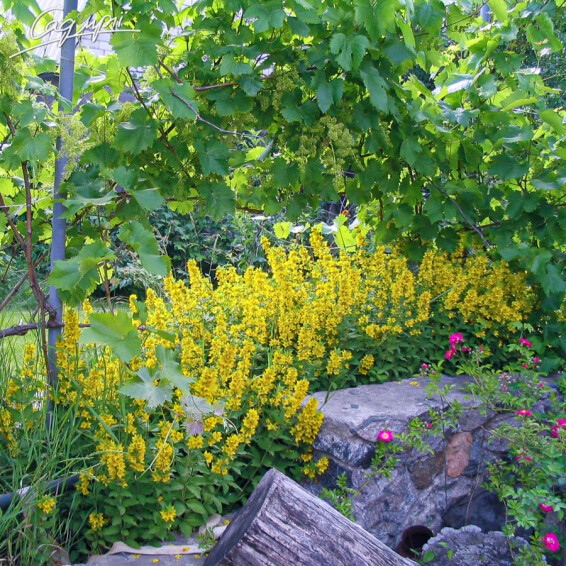 Вербозілля плямисте - 6 Вербозілля плямисте - 6