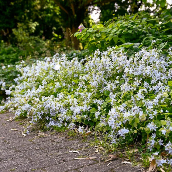 Дзвоник Пожарського 'E.H. Frost' - 5