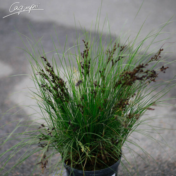 Ситник, C1 - - 1