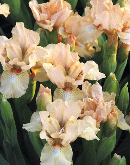 Ирис карликовый 'Little Bev' - 1