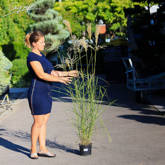 Міскантус китайський 'Flamingo', C3 - - 5