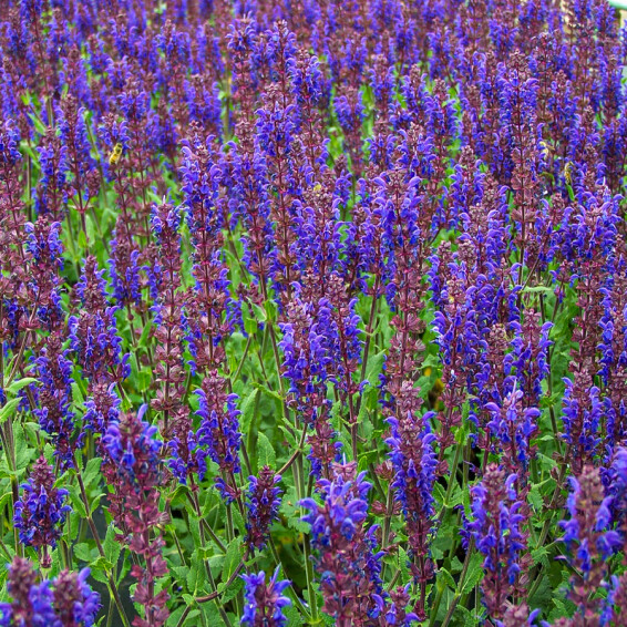 Шавлія лісова Bazuin® ‘Dark Night’ - 3