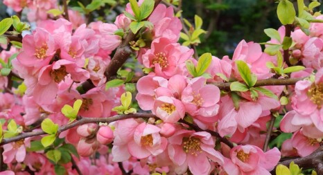 Квітучі рослини: вейгела, буддлея, спірея, гібіскус, …