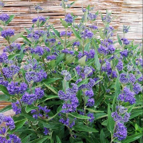 Кариоптерис кландонский - 4 Кариоптерис кландонский - 4